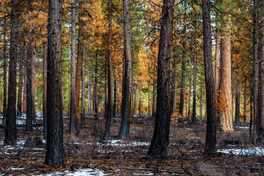 Ein teilweise verbrannter Wald aus Ponderosa-Kiefern nach einem Feuer, Oregon, Vereinigte Staaten von Amerika, Nordamerika - RHPLF04933