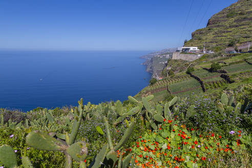 Blick auf Faja dos Padres an der Südküste bei Cabo Girao, Camara de Lobos, Madeira, Portugal, Atlantik, Europa - RHPLF04967