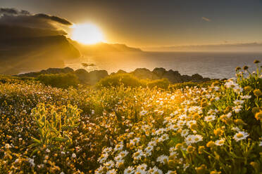 Rocky coast at the Ponta da Sao Lourenco and spring flowers at sunset, Eastern tip of the island, Madeira, Portugal, Atlantic, Europe - RHPLF04976