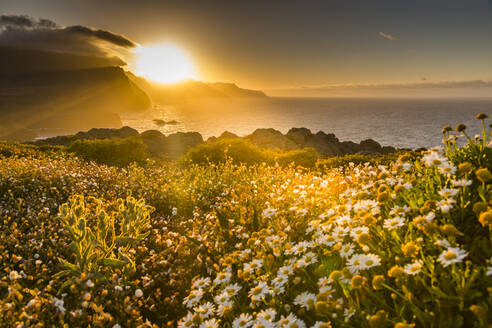 Felsenküste an der Ponta da Sao Lourenco und Frühlingsblumen bei Sonnenuntergang, Ostspitze der Insel, Madeira, Portugal, Atlantik, Europa - RHPLF04976