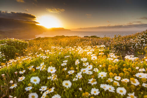 Felsenküste an der Ponta da Sao Lourenco und Frühlingsblumen bei Sonnenuntergang, Ostspitze der Insel, Madeira, Portugal, Atlantik, Europa - RHPLF04978