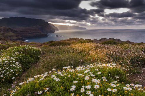 Felsenküste an der Ponta da Sao Lourenco und Frühlingsblumen bei Sonnenuntergang, Ostspitze der Insel, Madeira, Portugal, Atlantik, Europa - RHPLF04980