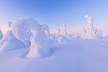 Shapes of frozen trees, Riisitunturi National Park, Posio, Lapland, Finland, Europe - RHPLF04986