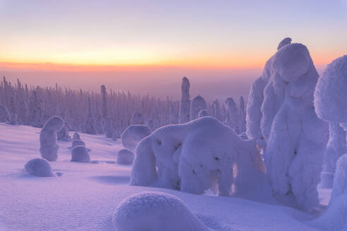 Sonnenaufgang auf gefrorenen Bäumen, Riisitunturi-Nationalpark, Posio, Lappland, Finnland, Europa - RHPLF04987