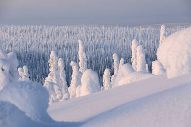 Gefrorener Wald, Riisitunturi-Nationalpark, Posio, Lappland, Finnland, Europa - RHPLF04988