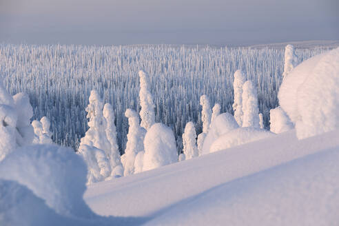 Gefrorener Wald, Riisitunturi-Nationalpark, Posio, Lappland, Finnland, Europa - RHPLF04988