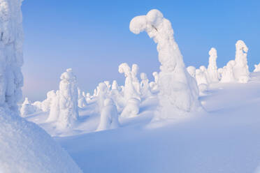 Mit Eis und Schnee bedeckte Bäume, Riisitunturi-Nationalpark, Posio, Lappland, Finnland, Europa - RHPLF04989