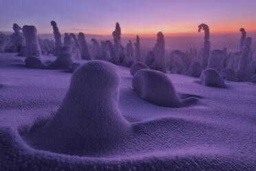 Gefrorene Zwergsträucher bei Sonnenuntergang, Riisitunturi-Nationalpark, Posio, Lappland, Finnland, Europa - RHPLF04990