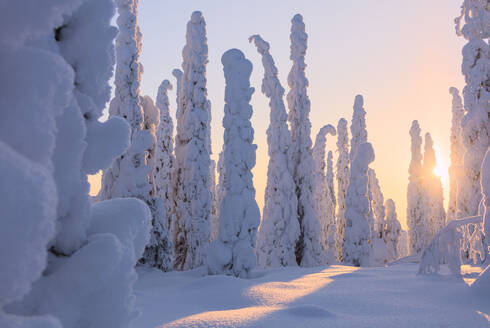 Gefrorene Fichten und Kiefern, Riisitunturi-Nationalpark, Posio, Lappland, Finnland, Europa - RHPLF04991