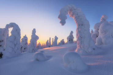 Sunburst on frozen trees at dawn, Riisitunturi National Park, Posio, Lapland, Finland, Europe - RHPLF04993
