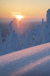 Sunset on the icy forest, Riisitunturi National Park, Posio, Lapland, Finland, Europe - RHPLF04994