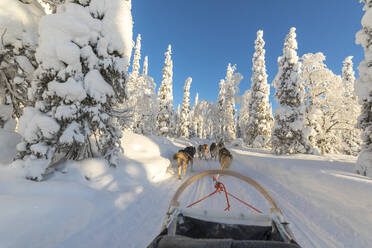 Hundeschlittenfahrt, Kuusamo, Region Nordösterbotten, Lappland, Finnland, Europa - RHPLF05003