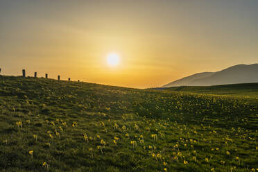 Blooming fields in spring at sunset, Mount Petrano, Marche, Italy, Europe - RHPLF05051