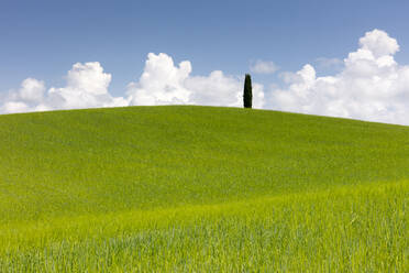 Grüne Felder, Zypressen und blauer Himmel im Val d'Orcia, UNESCO-Weltkulturerbe, Toskana, Italien, Europa - RHPLF05070