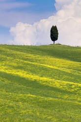 Grüne Felder, Zypressen und blauer Himmel im Val d'Orcia, UNESCO-Weltkulturerbe, Toskana, Italien, Europa - RHPLF05072