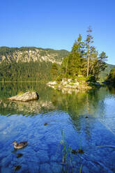 Stockente beim Schwimmen mit Jungvögeln am Eibsee, Grainau, Werdenfelser Land, Oberbayern, Bayern, Deutschland - SIEF08940