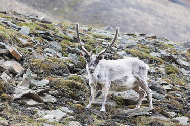 Rentier (Rangifer tarandus), Spitzbergen, Svalbard, Arktis, Norwegen, Europa - RHPLF05109