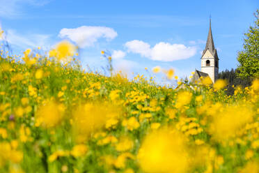 Blühende gelbe Blumen um die Alpenkirche Schmitten, Bezirk Albula, Kanton Graubünden, Schweiz, Europa - RHPLF05160
