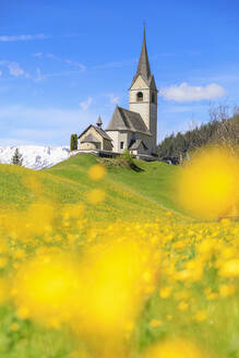 Blühende gelbe Blumen um die Alpenkirche Schmitten, Bezirk Albula, Kanton Graubünden, Schweiz, Europa - RHPLF05161