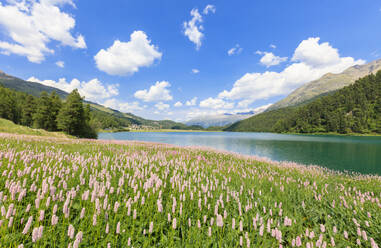 Frühjahrsblüte von Persicaria bistorta am Lej da Champfer, St. Moritz, Oberengadin, Kanton Graubünden, Schweiz, Europa - RHPLF05163