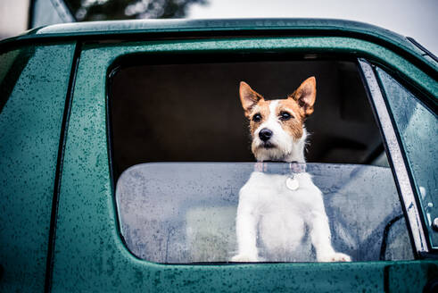 Hund schaut aus dem Fenster, Jagd auf Wild, England, Vereinigtes Königreich, Europa - RHPLF05173