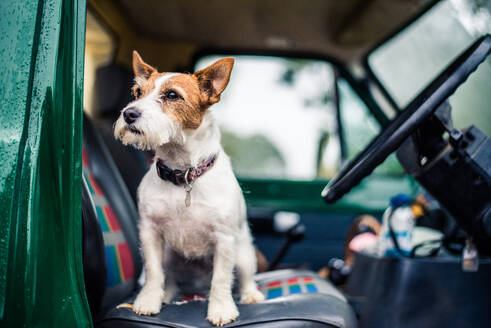 Hund im Auto, Wildtierjagd, Norfolk, England, Vereinigtes Königreich, Europa - RHPLF05174
