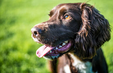 Nahaufnahme eines Cockerspaniels, Oxfordshire, England, Vereinigtes Königreich, Europa - RHPLF05175