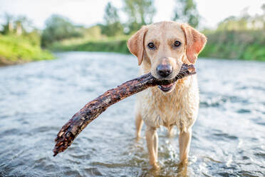 Labrador in einem Fluss mit einem Stock, Oxfordshire, England, Vereinigtes Königreich, Europa - RHPLF05177