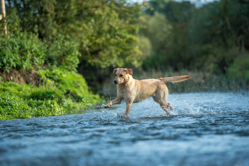 Labrador in einem Fluss, Oxfordshire, England, Vereinigtes Königreich, Europa - RHPLF05178