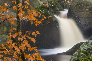 Rotbuche (Fagus sylvatica) und Wasserfall, Padley-Schlucht, Peak District, Derbyshire, England, Vereinigtes Königreich, Europa - RHPLF05182