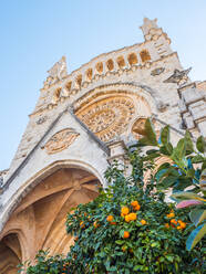 Church and orange trees, Soller, Mallorca, Balearic Islands, Spain, Mediterranean, Europe - RHPLF05195