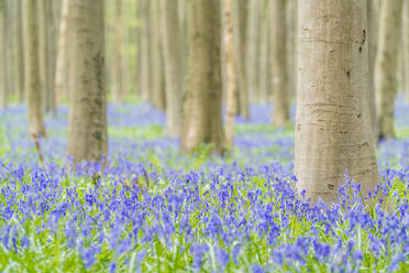 Buchenwald mit Blauglockenblüten am Boden, Halle, Provinz Flämisch-Brabant, Flämische Region, Belgien, Europa - RHPLF05204