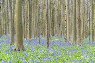 Buchenwald mit Blauglockenblüten am Boden, Halle, Provinz Flämisch-Brabant, Flämische Region, Belgien, Europa - RHPLF05205