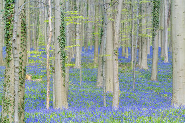 Buchenwald mit Blauglockenblüten am Boden, Halle, Provinz Flämisch-Brabant, Flämische Region, Belgien, Europa - RHPLF05206