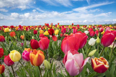 Mehrfarbiges Tulpenfeld, Yersekendam, Provinz Zeeland, Niederlande, Europa - RHPLF05207