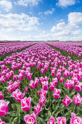 Rosa und weiße Tulpen und Wolken am Himmel, Yersekendam, Provinz Zeeland, Niederlande, Europa - RHPLF05208