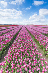 Pink and white tulips and clouds in the sky, Yersekendam, Zeeland province, Netherlands, Europe - RHPLF05209