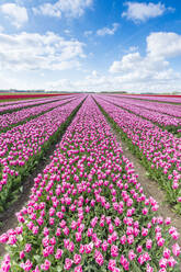 Rosa und weiße Tulpen und Wolken am Himmel, Yersekendam, Provinz Zeeland, Niederlande, Europa - RHPLF05209