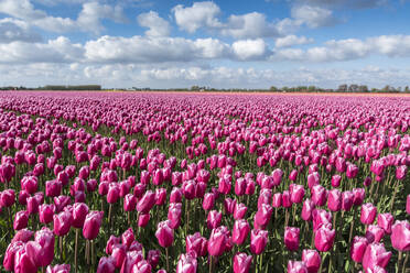 Rosa und weiße Tulpen und Wolken am Himmel, Yersekendam, Provinz Zeeland, Niederlande, Europa - RHPLF05210