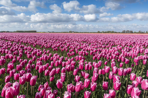 Pink and white tulips and clouds in the sky, Yersekendam, Zeeland province, Netherlands, Europe - RHPLF05210