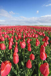 Red tulips in field, Yersekendam, Zeeland province, Netherlands, Europe - RHPLF05211