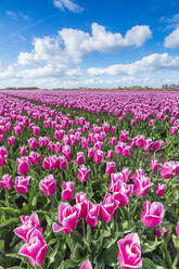 Rosa und weiße Tulpen und Wolken am Himmel, Yersekendam, Provinz Zeeland, Niederlande, Europa - RHPLF05214