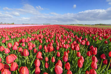 Rote Tulpen im Feld, Yersekendam, Provinz Zeeland, Niederlande, Europa - RHPLF05215