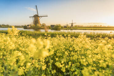 Golden light over the windmills with yellow flowers in the foreground, Kinderdijk, UNESCO World Heritage Site, Molenwaard municipality, South Holland province, Netherlands, Europe - RHPLF05221