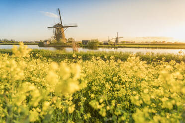 Goldenes Licht über den Windmühlen mit gelben Blumen im Vordergrund, Kinderdijk, UNESCO-Weltkulturerbe, Gemeinde Molenwaard, Provinz Südholland, Niederlande, Europa - RHPLF05221