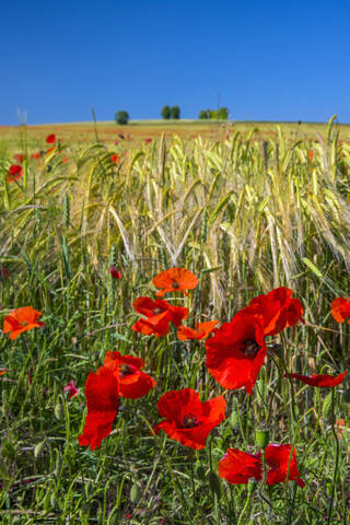 Mohnblumen im Mohnfeld, Cambridgeshire, England, Vereinigtes Königreich, Europa, lizenzfreies Stockfoto