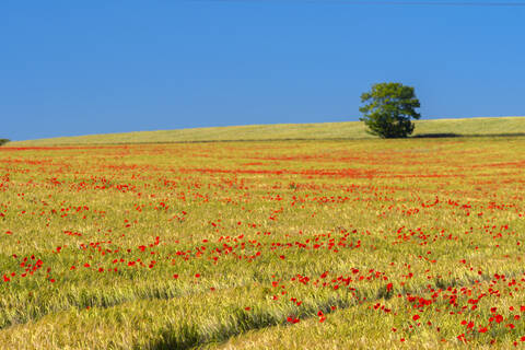 Mohnblumen im Mohnfeld, Cambridgeshire, England, Vereinigtes Königreich, Europa, lizenzfreies Stockfoto