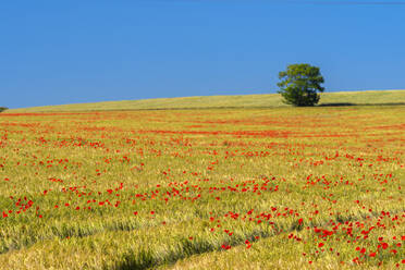 Poppies in poppy field, Cambridgeshire, England, United Kingdom, Europe - RHPLF05242