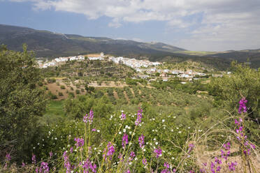 Blick im Frühling über das weiße andalusische Dorf El Burgo, Provinz Malaga, Andalusien, Spanien, Europa - RHPLF05293