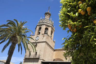 Palm tree and tower of the Iglesia de Santa Maria la Mayor, Ronda, Andalucia, Spain, Europe - RHPLF05300